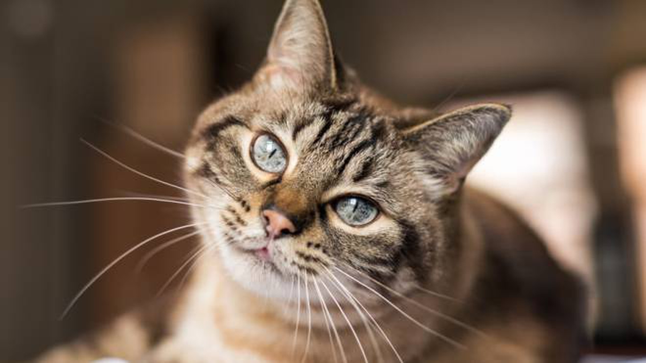 Adotta un gatto
